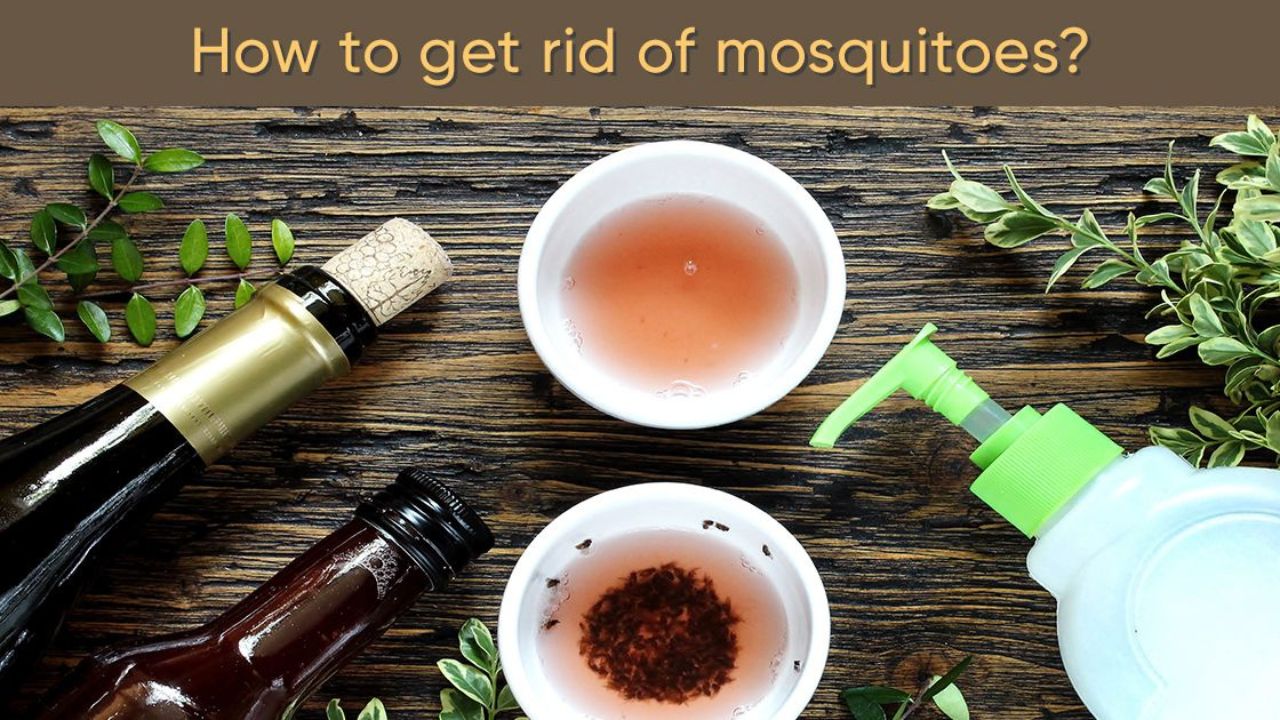 Scientists Find One Simple Spice That Kills Mosquitoes Instantly In Hindi